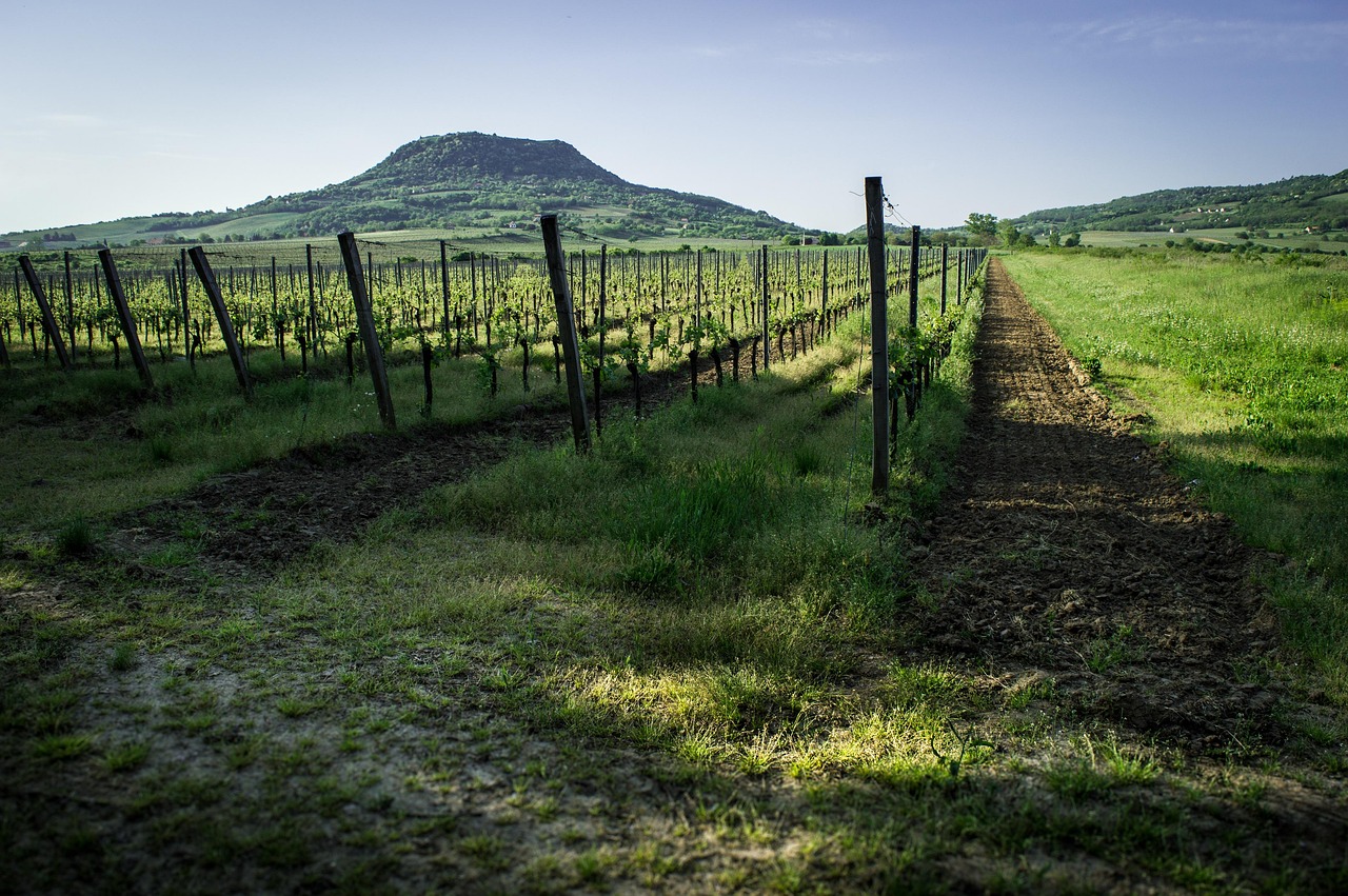 Weinberg am Balaton im Sommer